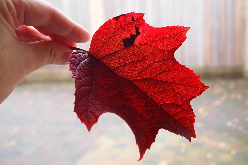 Autumn garden pavement