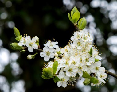 April 1st, Chorlton by Backford, Cheshire, UK, 2021.