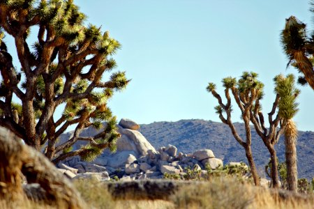 Joshua trees with rock formation in the background photo