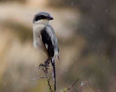 Loggerhead Shrike in the Rain photo