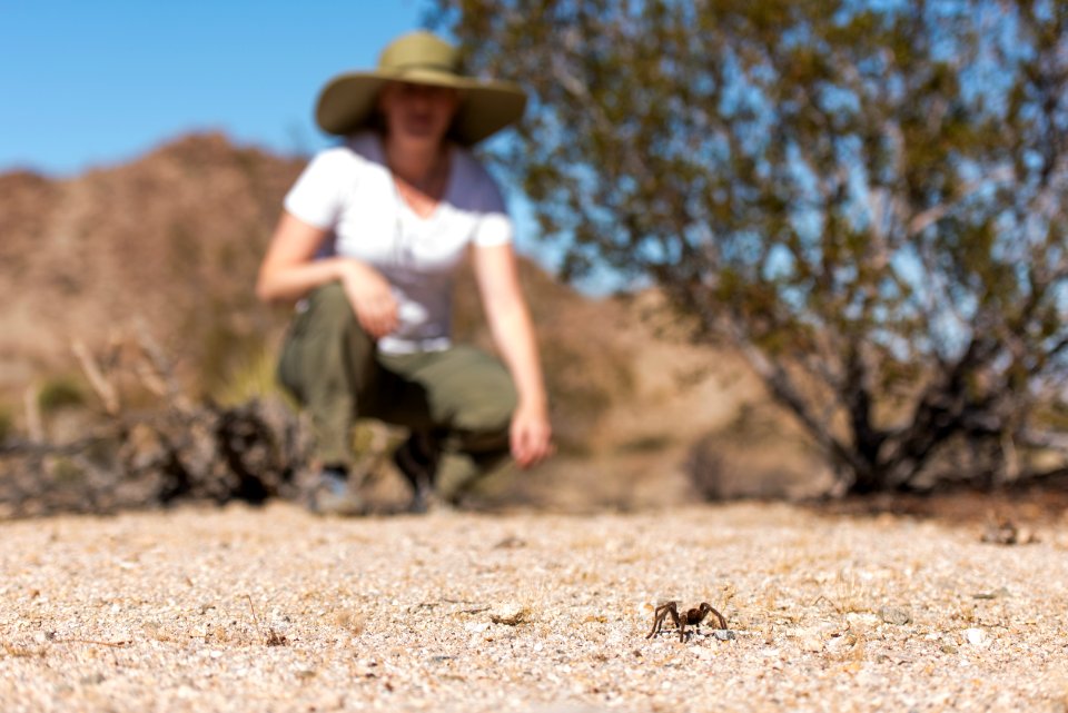 Tarantula near North Entrance; 11/13/15