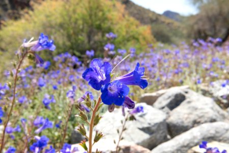 California bluebell (Phacelia campanularia) in the Cottonwood area photo