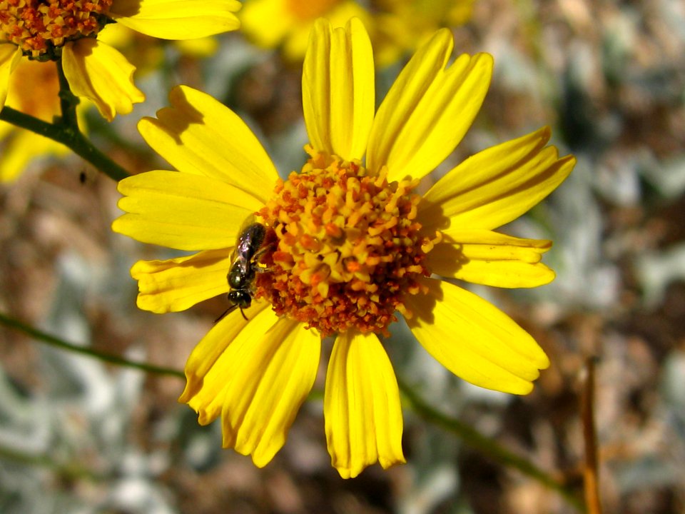 Acton's brittlebrush (Encelia actoni); Coxcomb Mountains