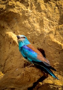 Un día de hide en la campiña de Córdoba