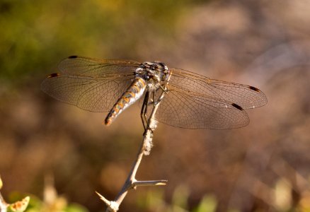 Skimmer Dragonfly photo