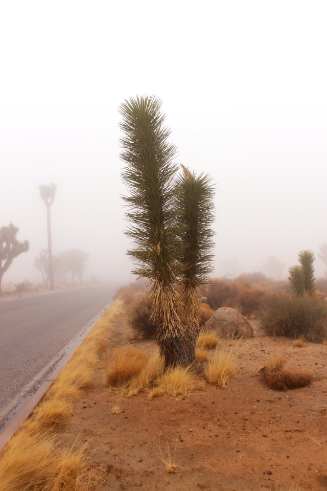 Twin Joshua tree in the fog