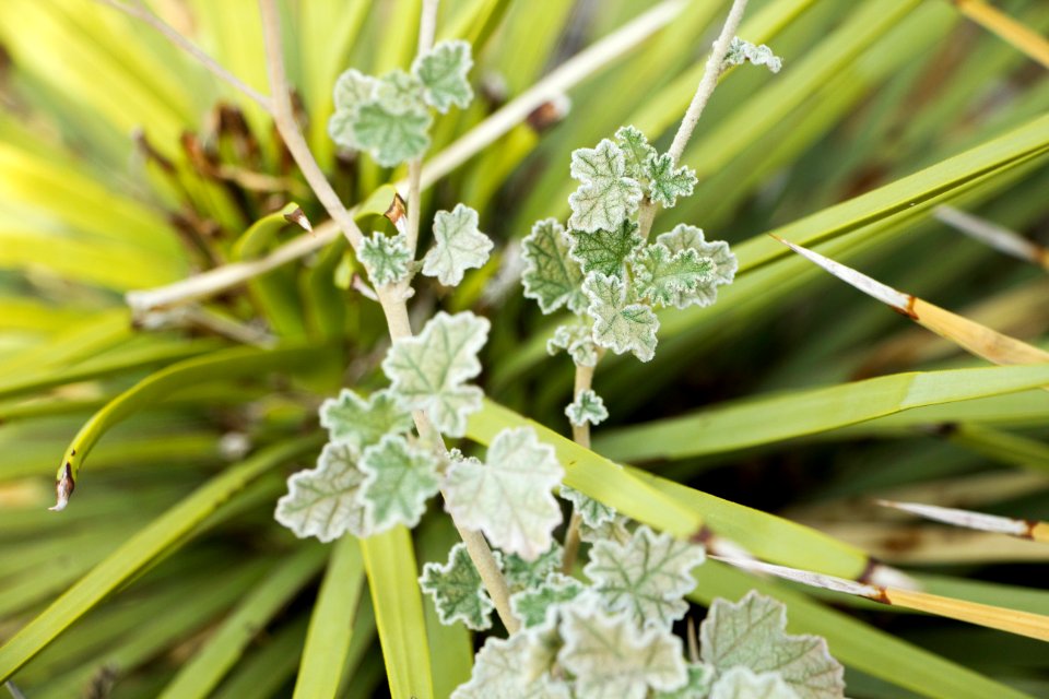 Globemallow leaves among Joshua tree spines