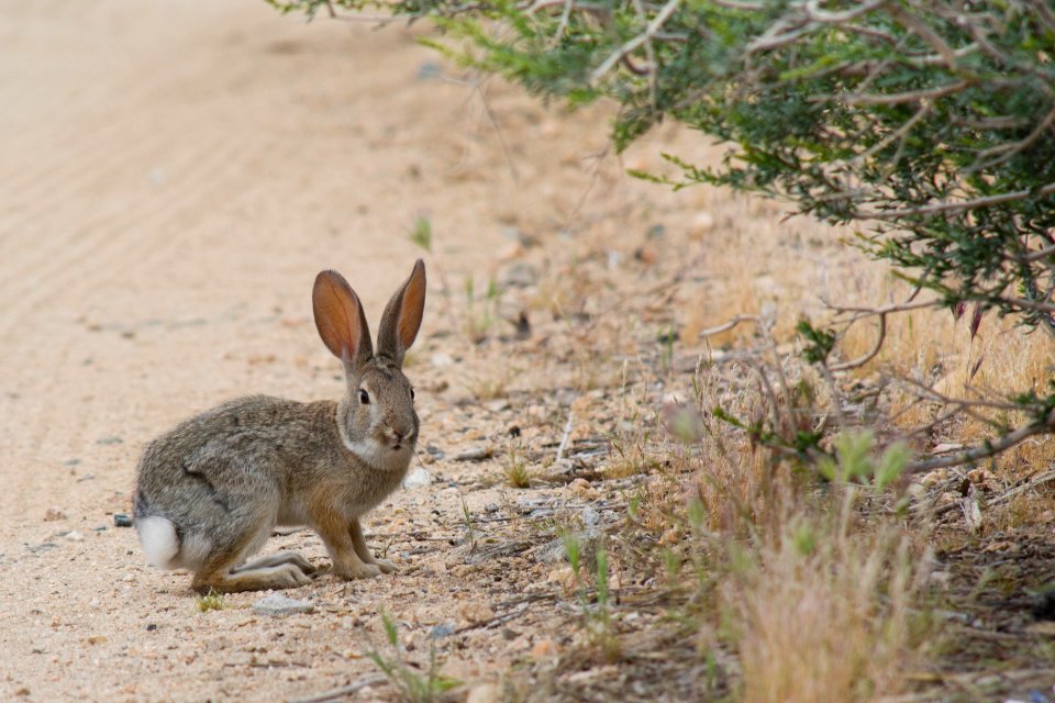 Cottontail rabbit at Black Rock