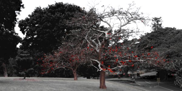 Wintery Centennial Park