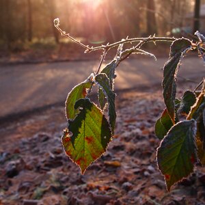 Freeze tree white