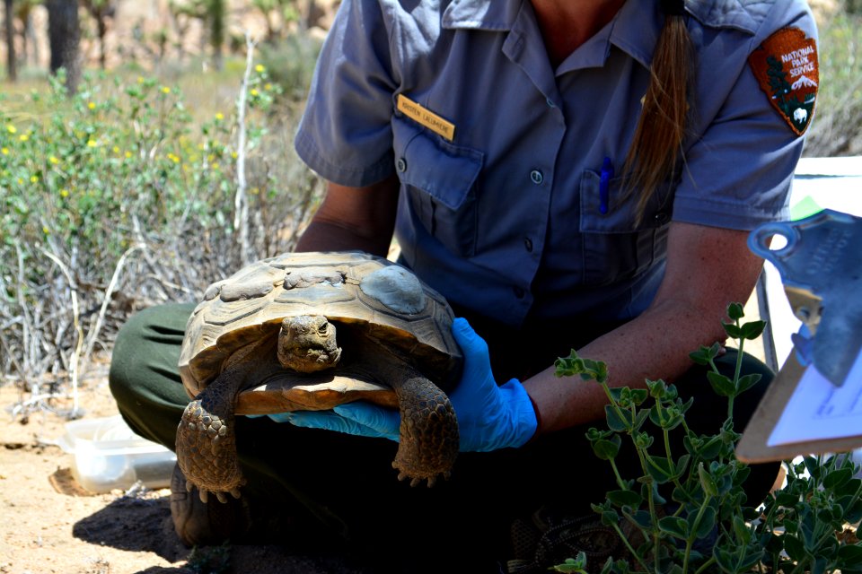 Tortoise Monitoring and Research