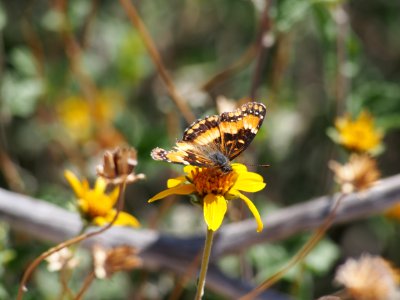 California Patch Butterfly photo