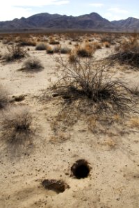 Burrows; Pinto Dunes
