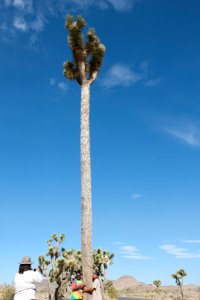 The Barber Pole
