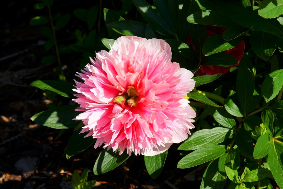 Peony close up pink photo