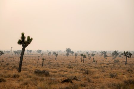Joshua trees in Queen Valley shrouded in wildfire smoke