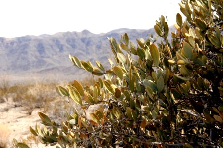 Jojoba (Simmondsia chinensis); Pinto Basin photo