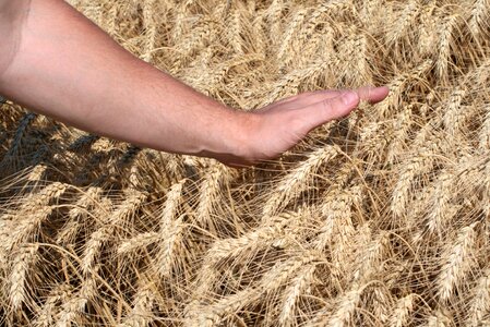 Cornfield wheatfield grain