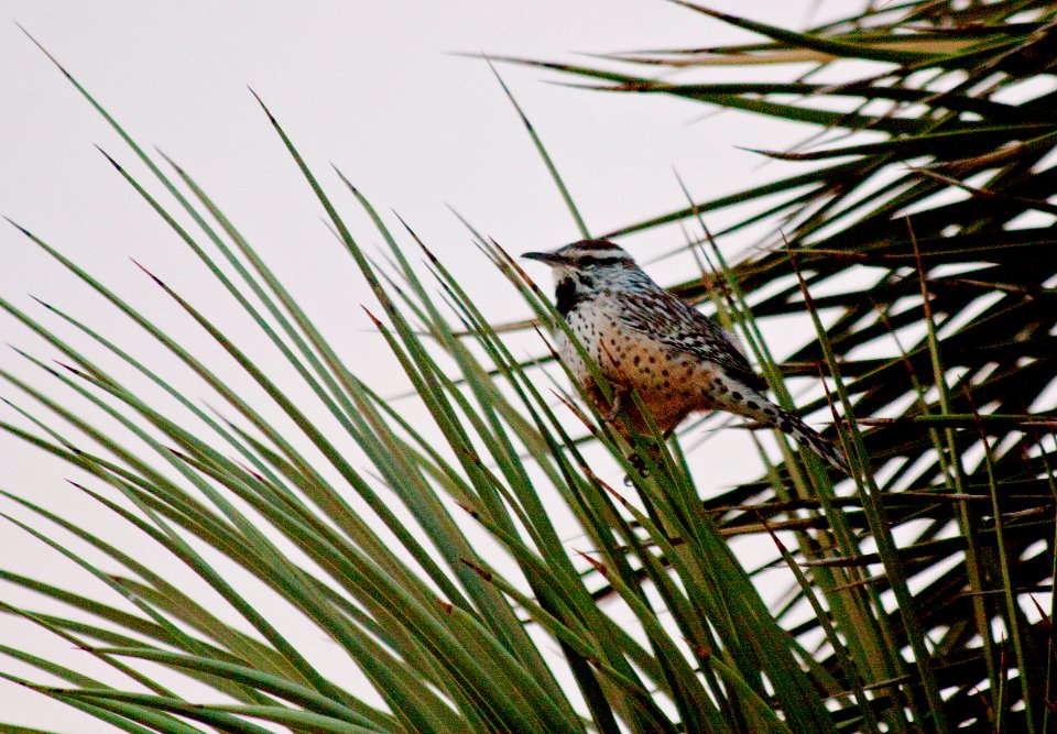Cactus wren (Campylorhynchus brunneicapillus)