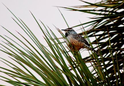 Cactus wren (Campylorhynchus brunneicapillus)