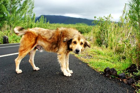 Old Wild Dog