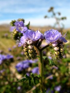 Distant phacilia (Phacelia distans); Sheep Hole Pass