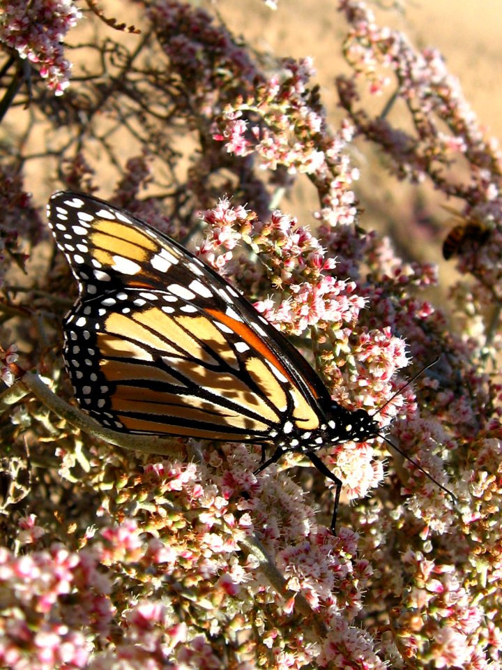Monarch Butterfly
