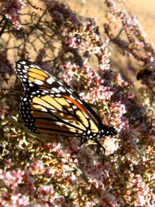 Monarch Butterfly photo