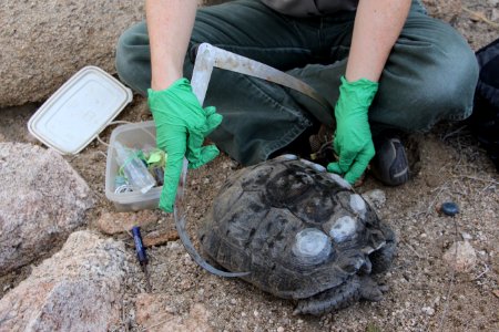 Wildlife Biologist Measures the Width of a Desert Tortoise photo