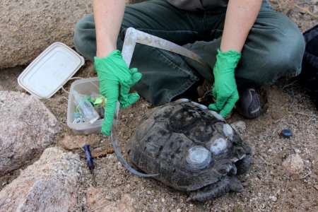 Wildlife Biologist Measures the Width of a Desert Tortoise