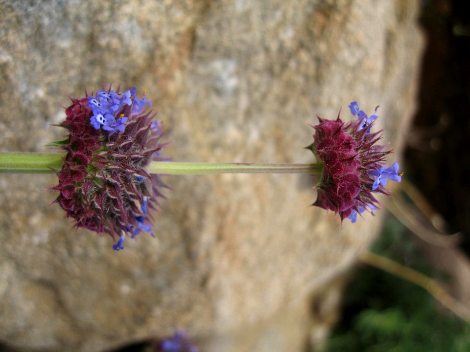 Chia (Salvia columbariae); Quail Wash