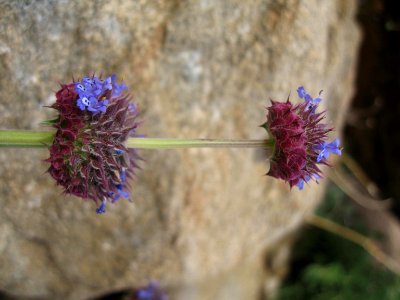 Chia (Salvia columbariae); Quail Wash