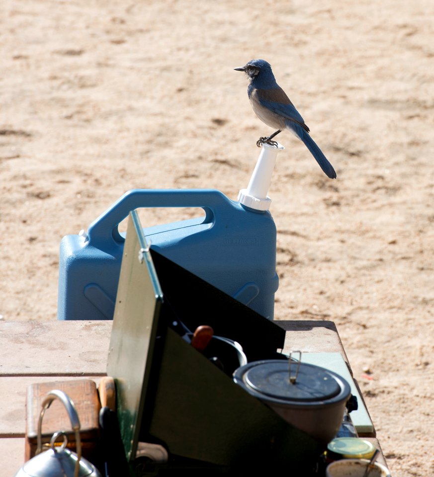 Scrub Jay at campsite in Hidden Valley Campground