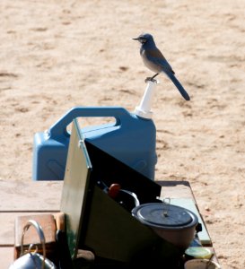 Scrub Jay at campsite in Hidden Valley Campground