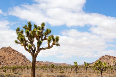 Joshua tree (Yucca brevifolia); near Quail Springs Picnic Area photo