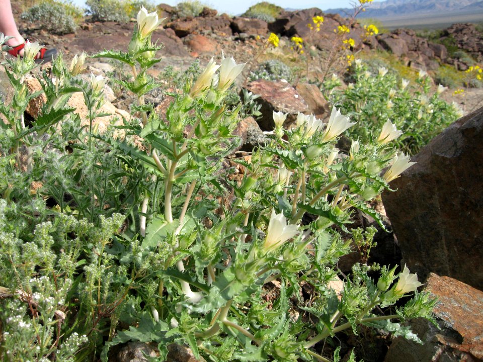 Sand blazing star (Mentzelia involucrata); Old Dale Mining District photo