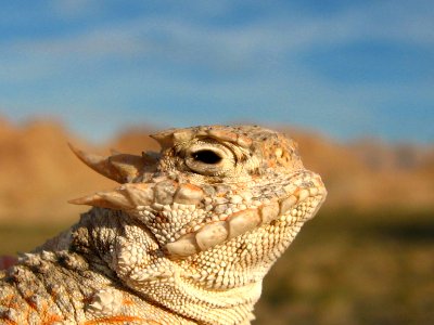 Desert horned lizard (Phrynosoma platyrhinos) photo