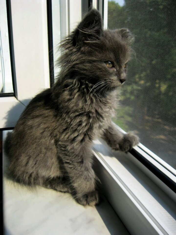 Kitten cute cat feline