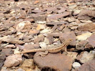 Side blotched lizard (Genus Uta) photo