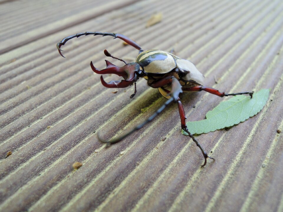 Stag beetle scarab insects