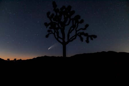 NEOWISE Comet with Joshua Tree photo
