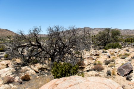 Dead pinyon pine along the Pine City Trail