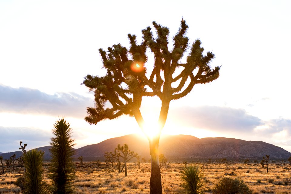 Sunset in Queen Valley photo