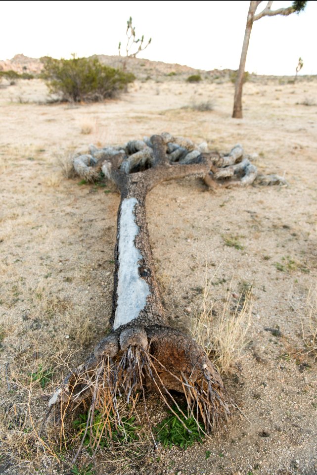 Joshua tree roots photo