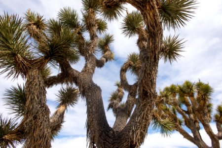 Joshua tree (Yucca brevifolia) branches reaching upward photo