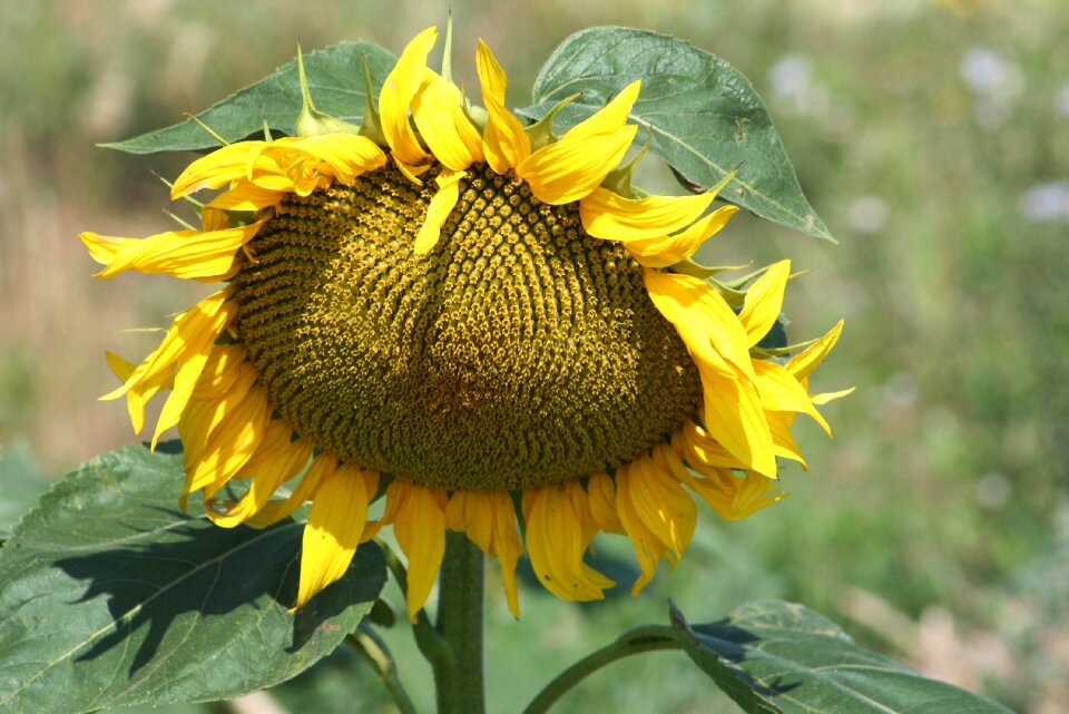 Sunflower nature summer flowers