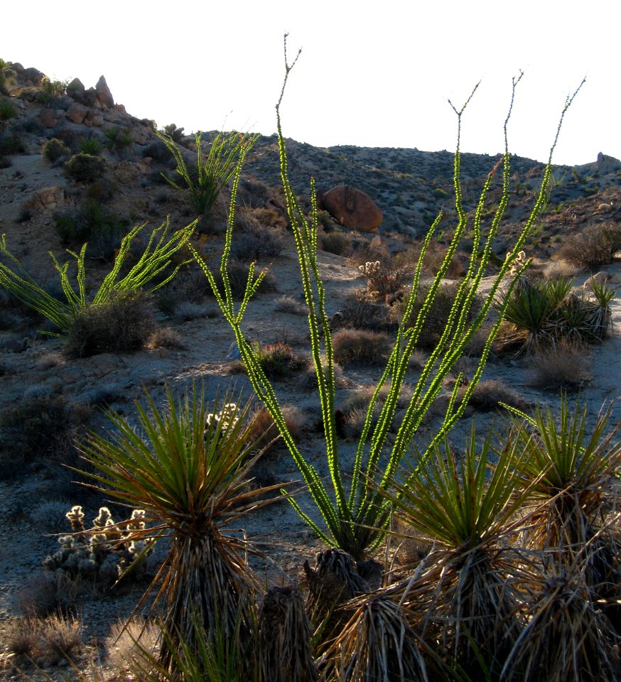 Ocotillo (Fouquieria splendens); Lost Palms Trail