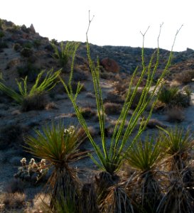 Ocotillo (Fouquieria splendens); Lost Palms Trail photo