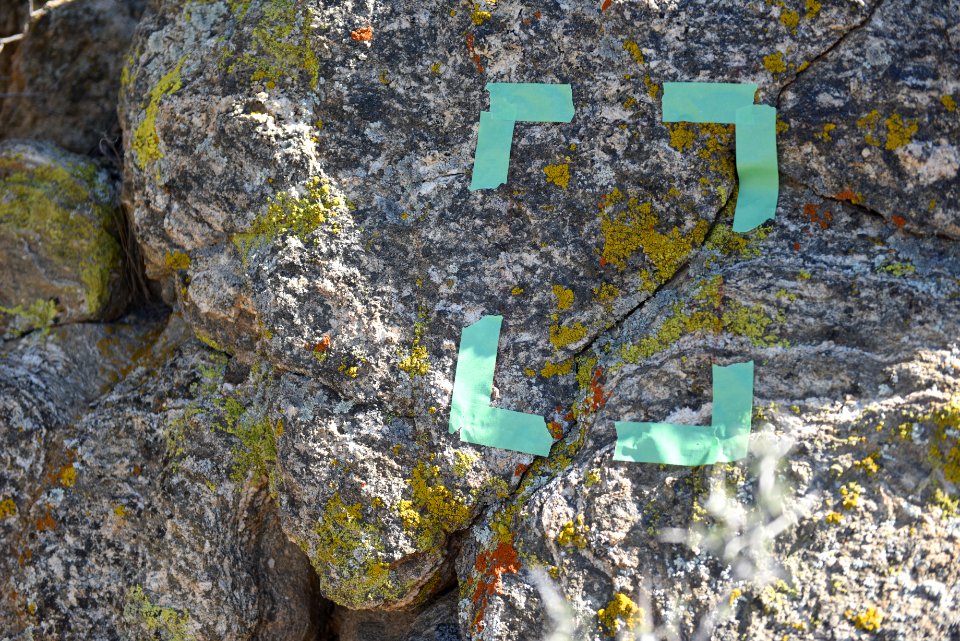 Lichen survey