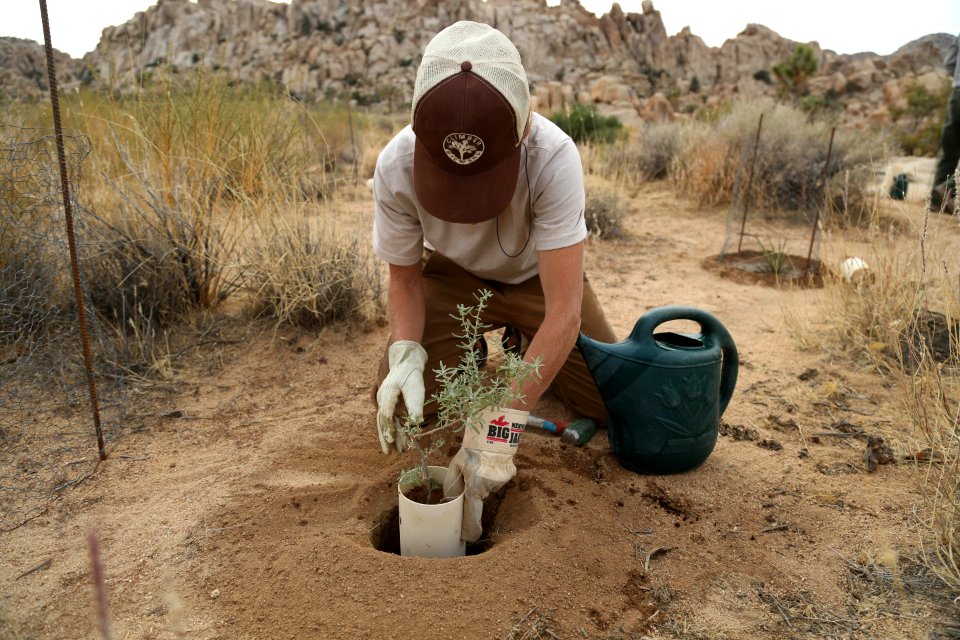 A young plant is placed in the ground near Hemingway Buttress